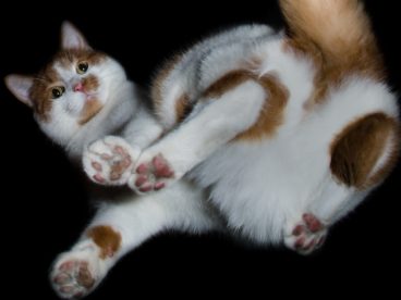萌花猫摄影图片
