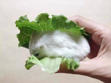 决定了，今天就吃生菜包肉吧！