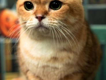可爱呆萌苏格兰折耳猫摄影图片