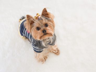 约克夏犬可爱图片