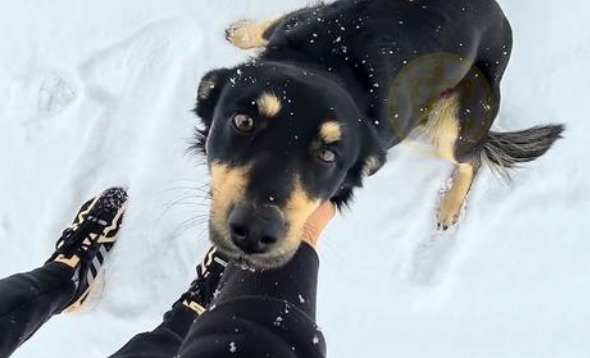 冰天雪地里,那只在雪中追车的流浪狗,因陌生人的一句呼唤有了家