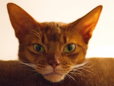 小猫头像图片