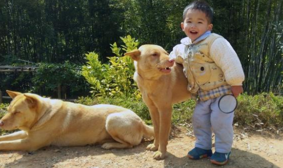 农村大爷收养的田园犬，从不吃狗粮，竟胖成一只猪