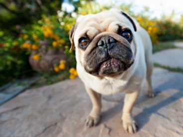 八哥犬图片