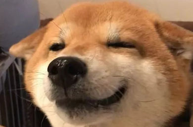 柴犬的“微笑”让人无法招架，论谄媚发嗲，人类都比不过这只柴犬