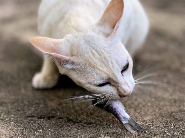 白色斯芬克斯猫图片