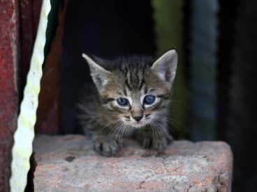俏皮小猫咪图片