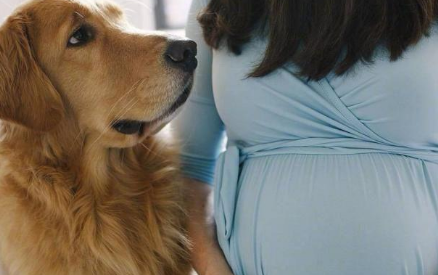 因为怀孕，婆婆要送走爱犬。为此天天吵架，真的不能养狗吗