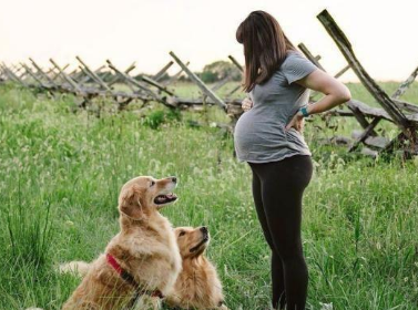 因为怀孕，婆婆要送走爱犬。为此天天吵架，真的不能养狗吗