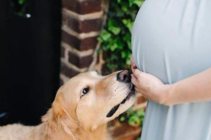 因为怀孕，婆婆要送走爱犬。为此天天吵架，真的不能养狗吗