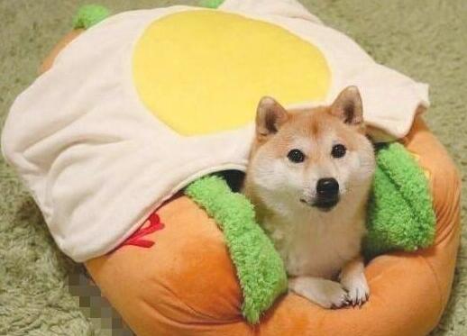 见到新买的狗窝，柴犬立即躺上去