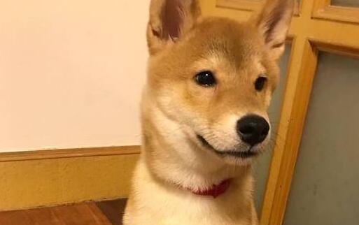 见到新买的狗窝，柴犬立即躺上去