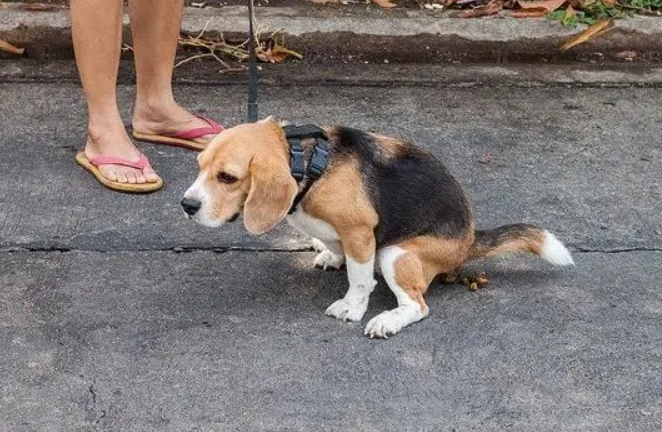 小狗随地便溺，有人视而不见有人悉心清理，同为养犬人差别有点大