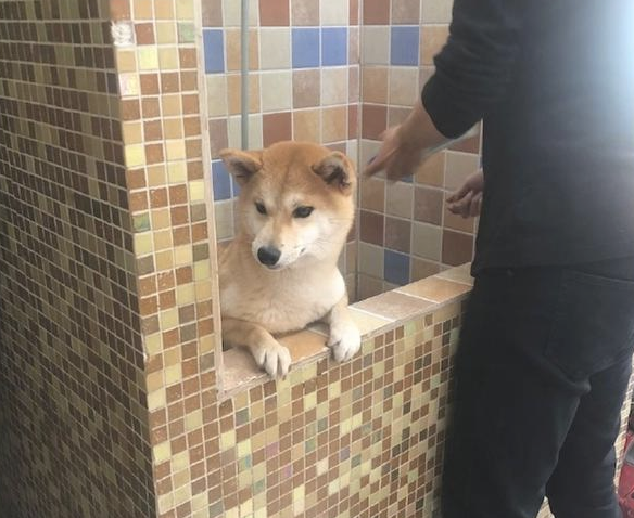 柴犬在冼澡以前，主人还去给它做观念提前准备，狗：乘飞机讹一下主人！