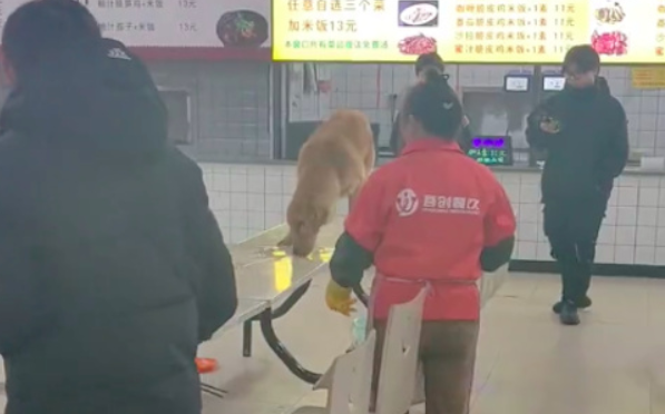 狗狗在学校食堂餐桌上舔食物，学生抱着碗躲避，是主任的？