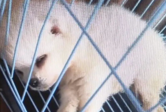 直播间买的博美犬,不到一周就病死了?宠物店:跟我没关系
