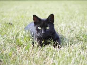 草丛里黑色小猫图片