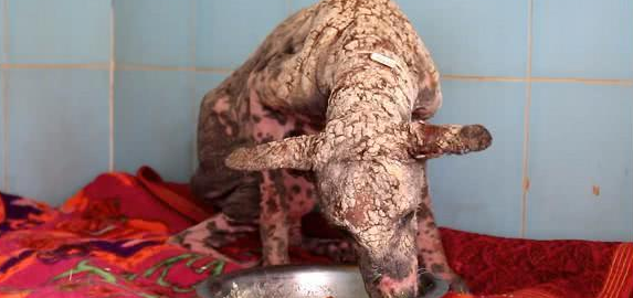 流浪犬感柒皮肤疾病,伤口结痂像爬满石块,都快认不出来是狗狗