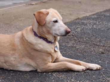 金毛小猎犬图片