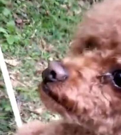 空无一人的草坪上坐下来一只泰迪,眼中闪着泪珠,狗:妈,你在哪里