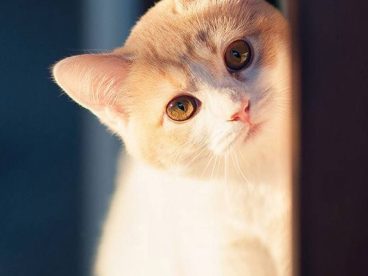 猫咪 喵星人 萌宠 动物 可爱