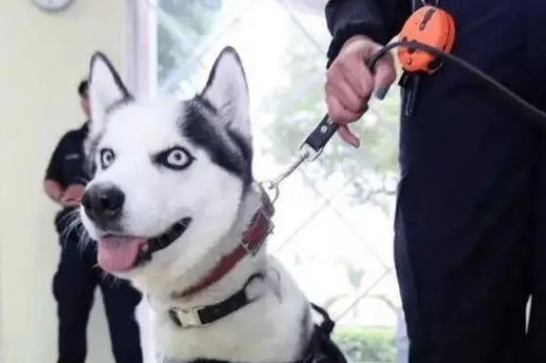 特警挑战训练二哈做警犬?结果警局差点被拆了