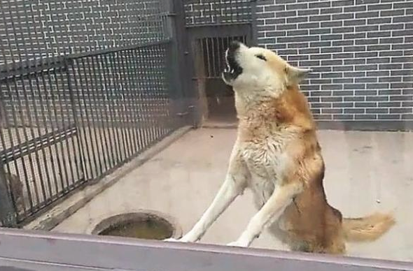 盆友去野生动物园玩,看到狼铁笼里,竟然关掉一头中华田园犬!