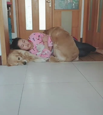 主子躺在金毛狗狗的身上睡过去了,当金毛狗狗走回来,下一秒的姿势太贴心!