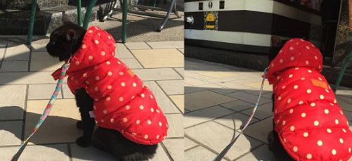 黑猫跟主人买早餐 隔壁阿嬷问：是不是导盲犬？