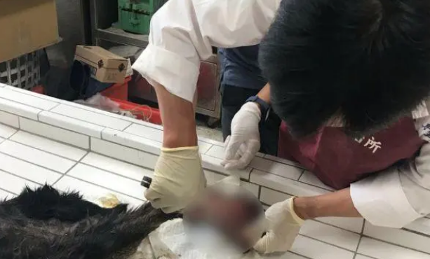 土狗被大爷掷哑铃击中致死，因为抢吃了鸡排