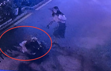 没拴绳的柴犬冲向秋田犬，结果被反杀了，主人自知理亏