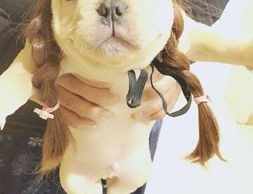 (法国斗牛犬)不要疯狂的迷恋哥。哥就是个传说