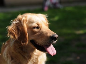 公金毛犬图片