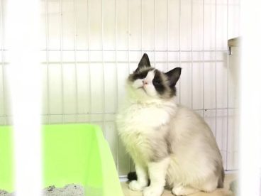 温柔可爱的布偶猫，你可喜欢吗
