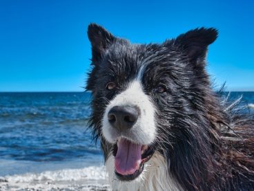 海边牧羊犬狗狗图片