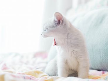 可爱呆萌小猫咪图片