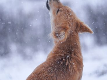 狗坐在雪地里嚎叫图片