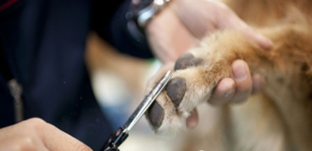 训狗训犬教程：怎么正确的帮狗狗剪指甲
