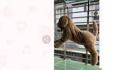 阳台惊现狗狗遭吊挂虐待，得知真相后……当场傻眼！