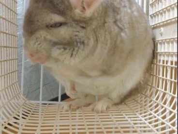 绿茶龙猫，只有我们女生能看出来