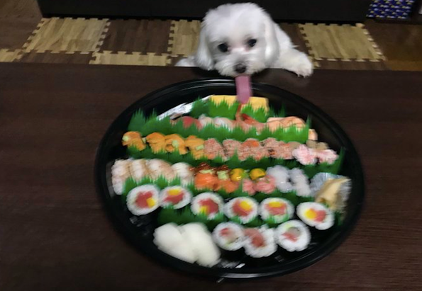 狗狗为了更好地能吃到寿司，把嘴巴伸得老长，第一次见那么长的嘴巴啊！