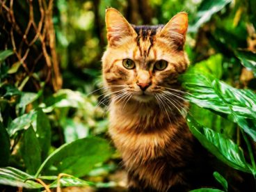 荒野树林可爱小萌猫写真图片