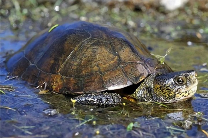 石纹水龟身份信息