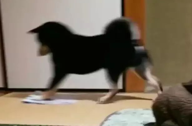 聪慧乖巧的柴犬，为了更好地让主人歇息，承揽了擦地板的家务