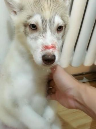 二哈出来打架输掉，觉得丢狗脸，鼻部负伤还被主人连番空袭