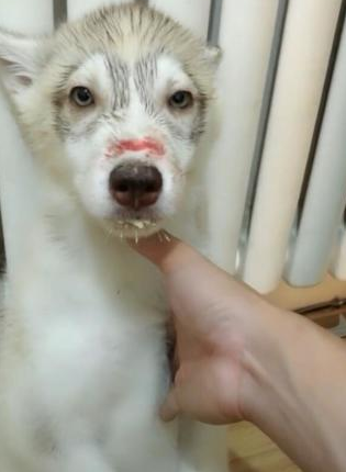 二哈出来打架输掉，觉得丢狗脸，鼻部负伤还被主人连番空袭