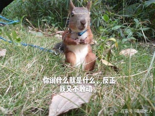如何养松鼠，如何养松鼠