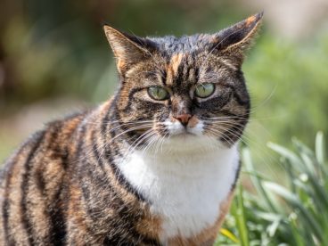 可爱胖乎乎的虎斑猫图片
