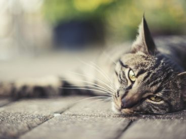 躺在地面上的小猫图片