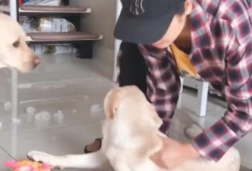 狗崽一直惹祸，气的宠关键丢掉狗狗，但下一秒狗妈的做法很感动！